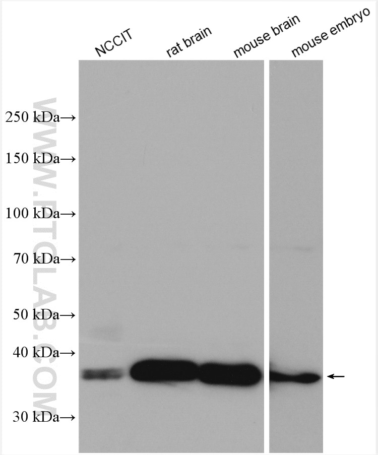 Western Blot (WB) analysis of various lysates using NANOG Polyclonal antibody (14295-1-AP)
