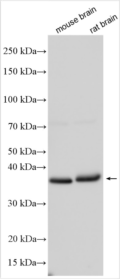 Western Blot (WB) analysis of various lysates using Nanog Polyclonal antibody (14295-1-AP)