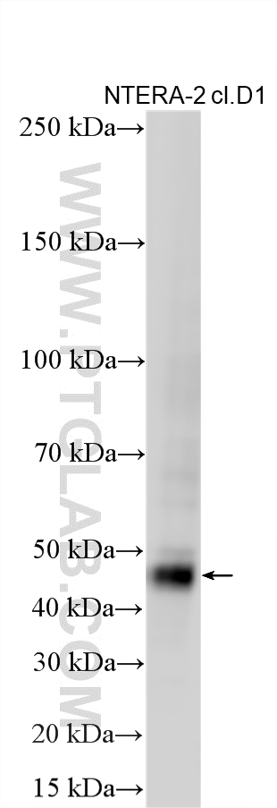 WB analysis using 14295-1-AP Western Blot (WB) analysis of various lysates using Nanog Polyclonal antibody (14295-1-AP)