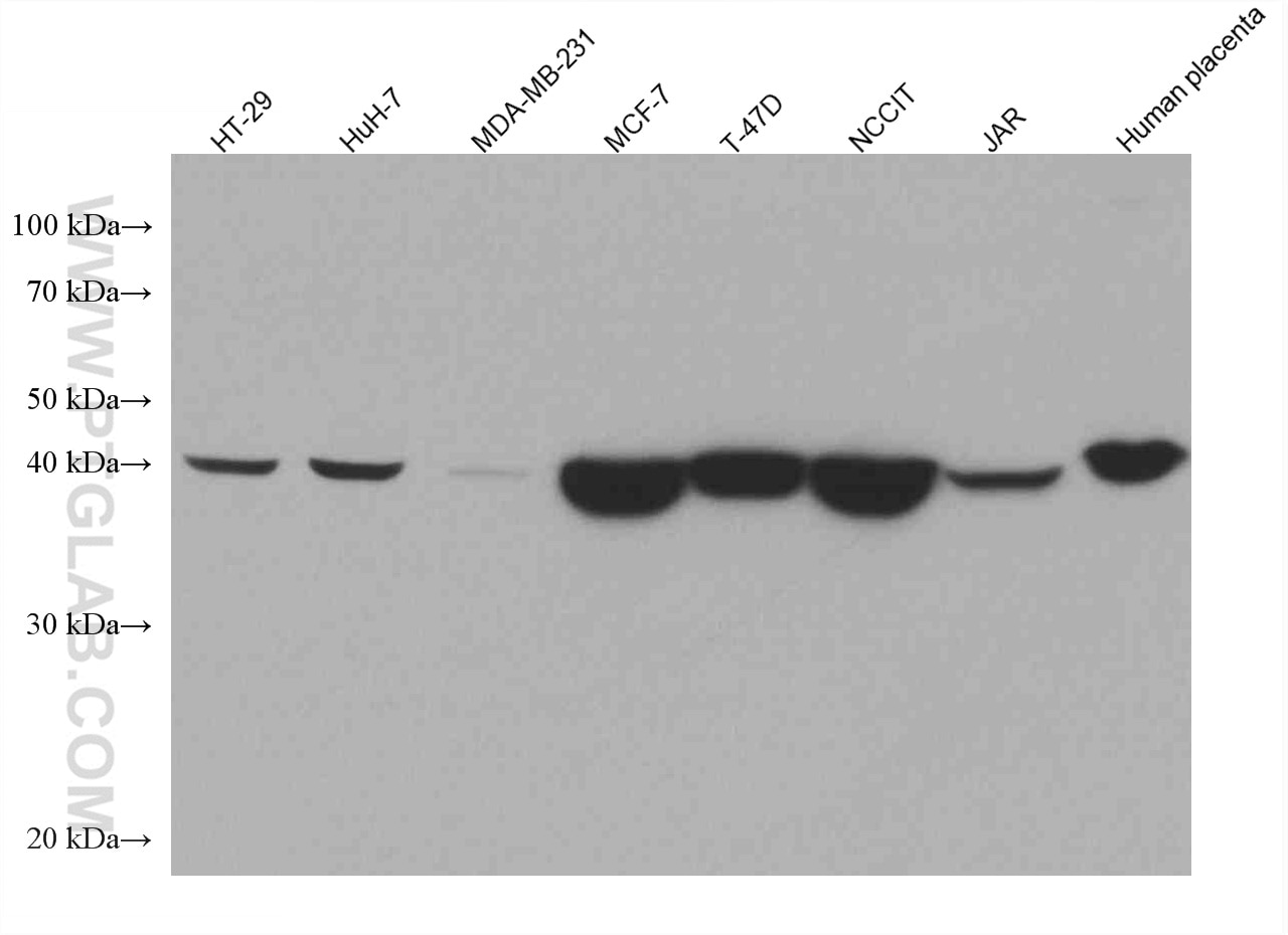 Western Blot (WB) analysis of various lysates using NANOG Monoclonal antibody (67255-1-Ig)
