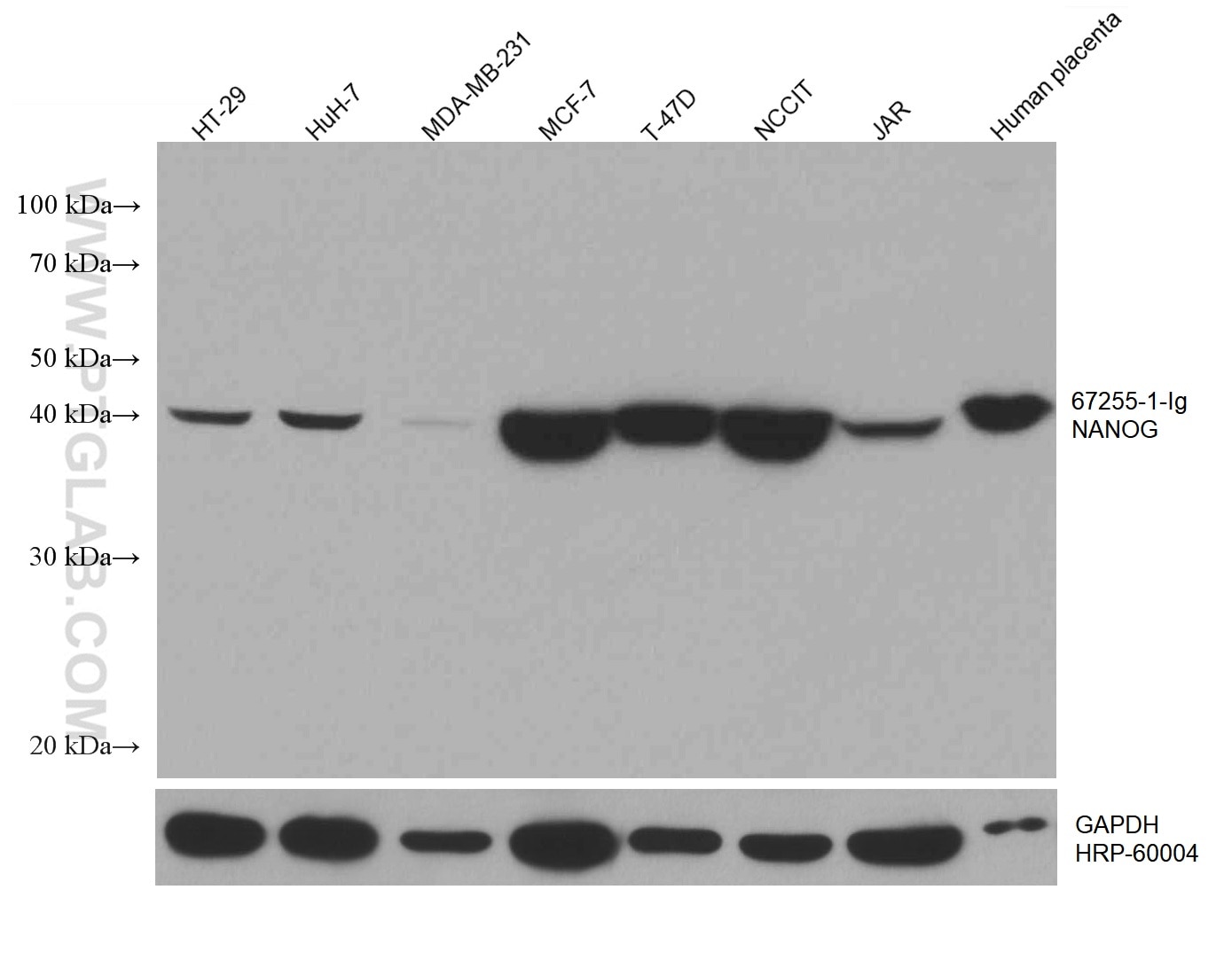 Western Blot (WB) analysis of various lysates using NANOG Monoclonal antibody (67255-1-Ig)