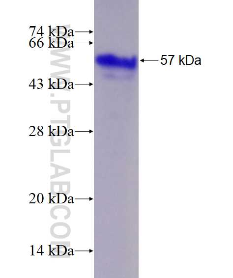 NANOG fusion protein Ag21364 SDS-PAGE