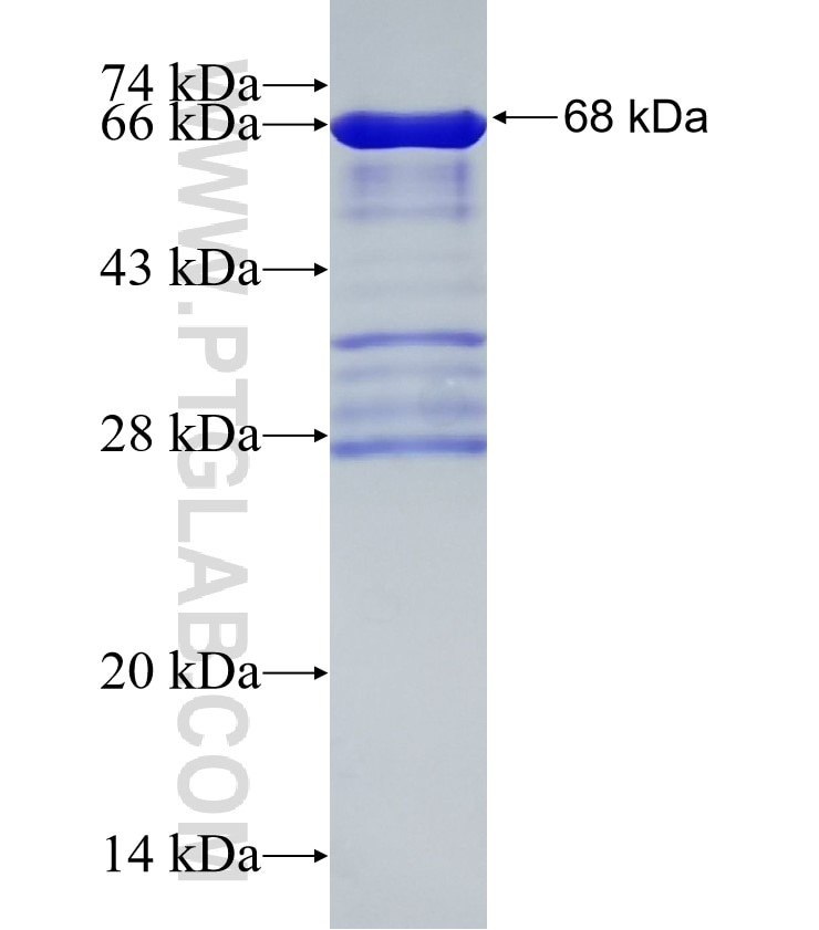 NANOG fusion protein Ag5645 SDS-PAGE