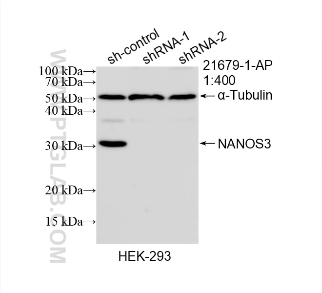 Western Blot (WB) analysis of HEK-293 cells using NANOS3 Polyclonal antibody (21679-1-AP)