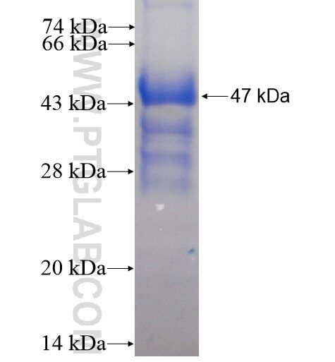 NANOS3 fusion protein Ag16014 SDS-PAGE