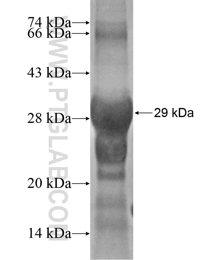 NANOS3 fusion protein Ag17029 SDS-PAGE