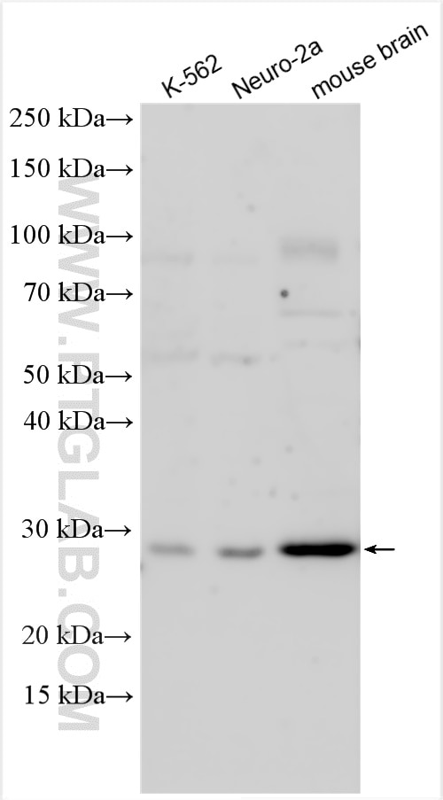 Western Blot (WB) analysis of various lysates using NANP Polyclonal antibody (12519-1-AP)