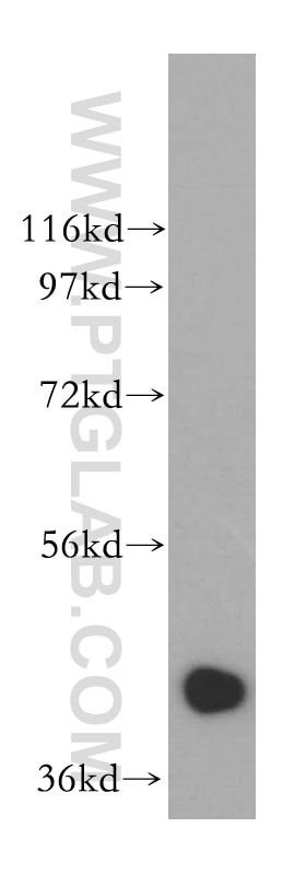 Western Blot (WB) analysis of HeLa cells using NANS Polyclonal antibody (15163-1-AP)