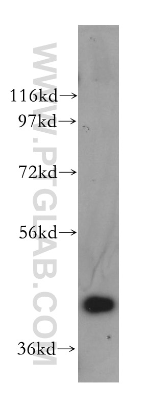 Western Blot (WB) analysis of HepG2 cells using NANS Polyclonal antibody (15163-1-AP)