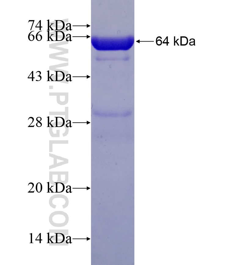 NANS fusion protein Ag7271 SDS-PAGE