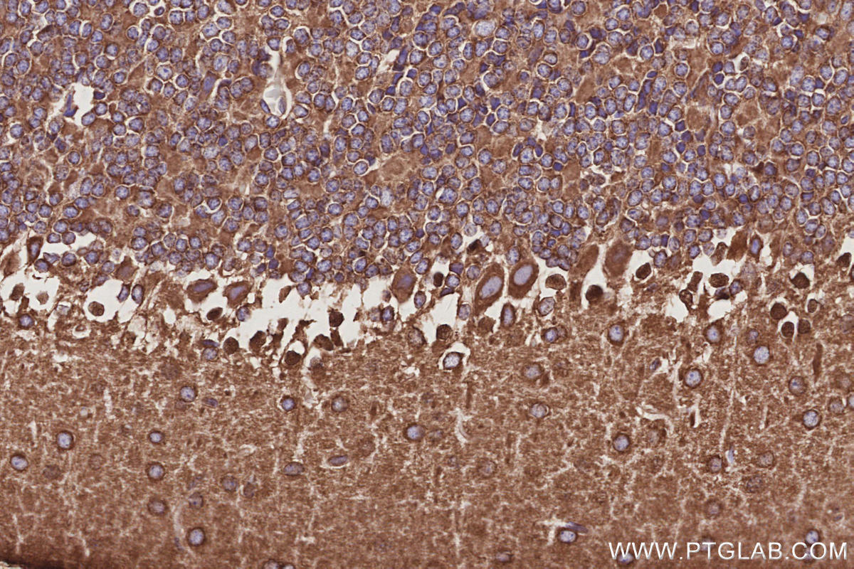 Immunohistochemistry (IHC) staining of mouse cerebellum tissue using NAP1;NCKAP1 Recombinant monoclonal antibody (85142-2-RR)