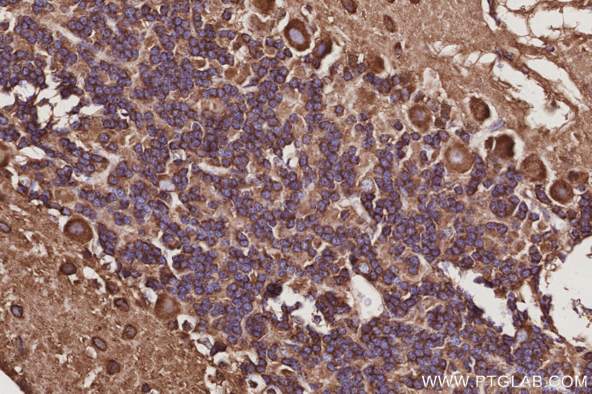 Immunohistochemistry (IHC) staining of rat cerebellum tissue using NAP1;NCKAP1 Recombinant monoclonal antibody (85142-2-RR)