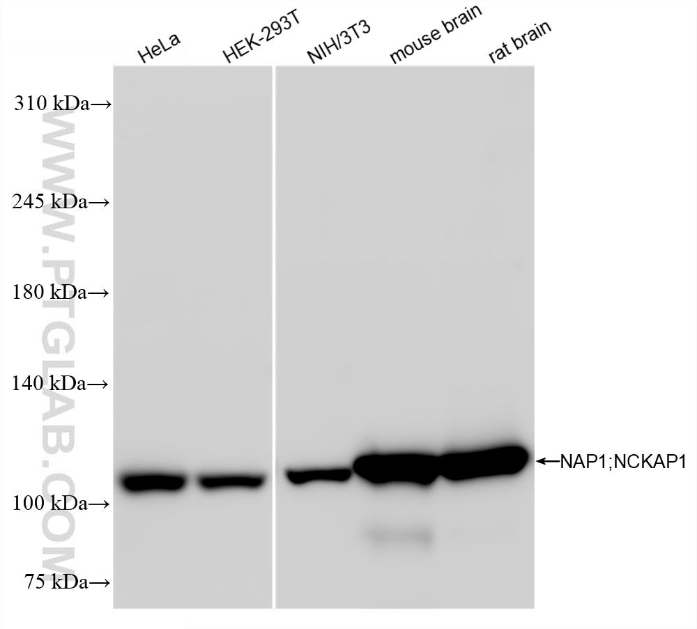 Western Blot (WB) analysis of various lysates using NAP1;NCKAP1 Recombinant antibody (85142-2-RR)