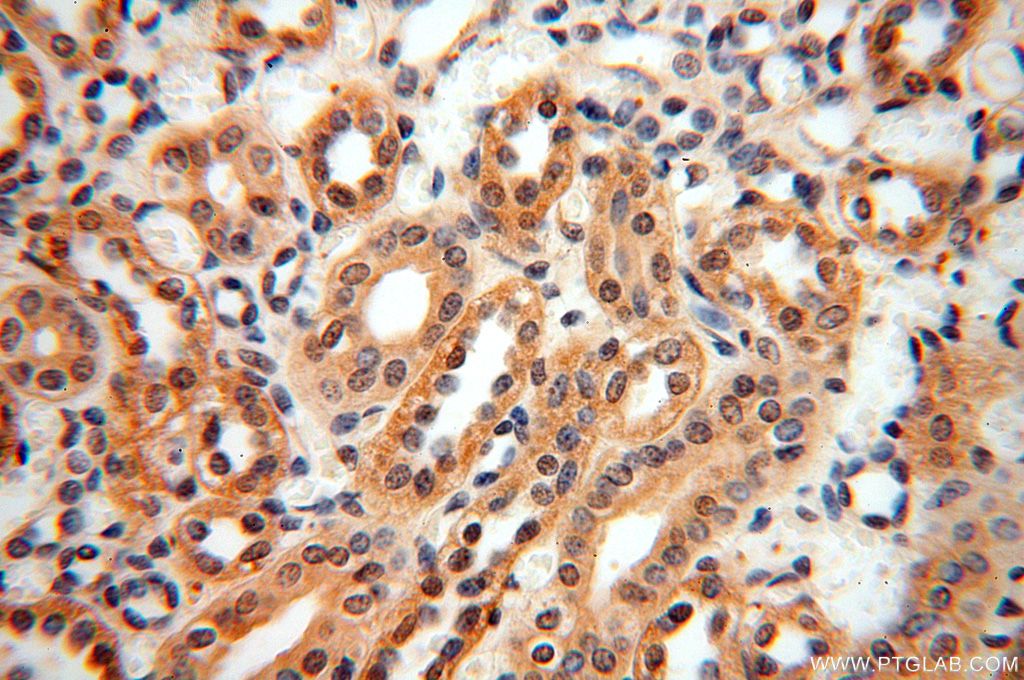 Immunohistochemistry (IHC) staining of human kidney tissue using NAP1L1 Polyclonal antibody (14898-1-AP)