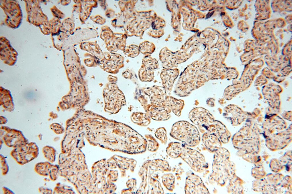 Immunohistochemistry (IHC) staining of human placenta tissue using NAP1L1 Polyclonal antibody (14898-1-AP)