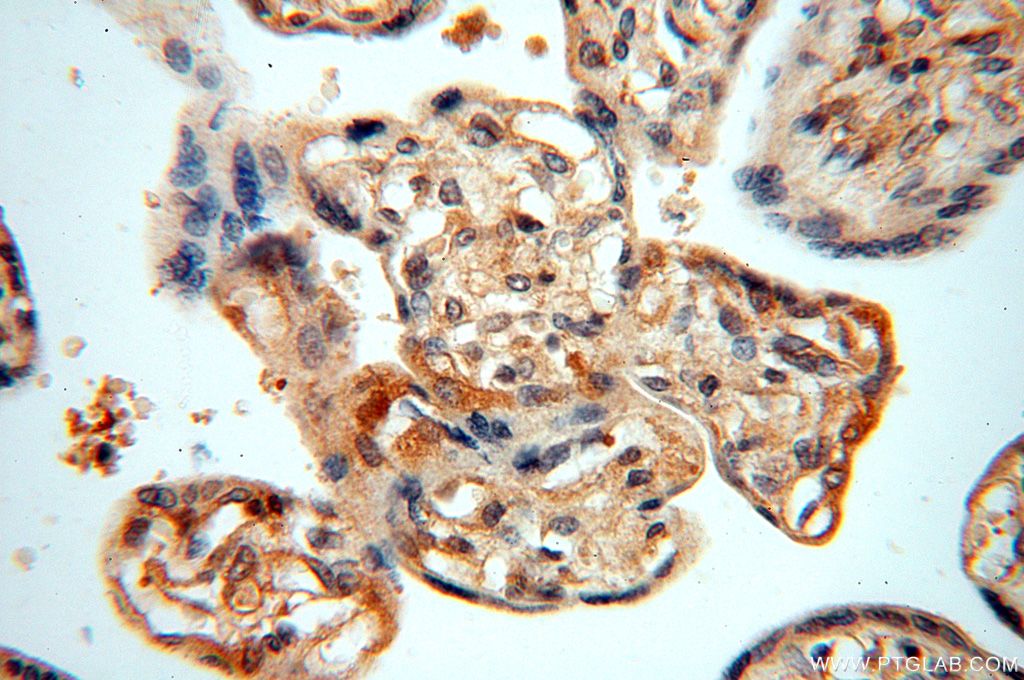 Immunohistochemistry (IHC) staining of human placenta tissue using NAP1L1 Polyclonal antibody (14898-1-AP)