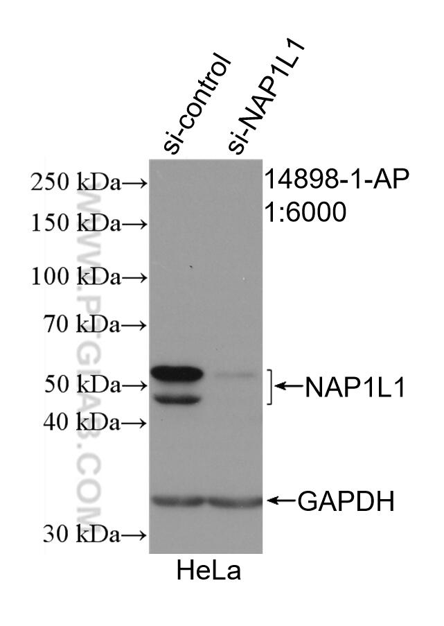 Western Blot (WB) analysis of HeLa cells using NAP1L1 Polyclonal antibody (14898-1-AP)