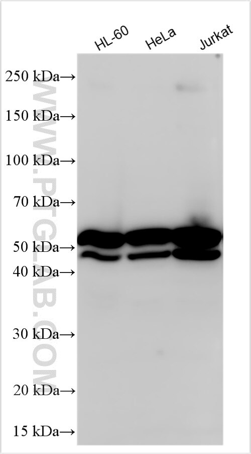 Western Blot (WB) analysis of various lysates using NAP1L1 Polyclonal antibody (14898-1-AP)