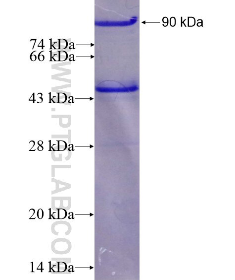 NAP1L3 fusion protein Ag5093 SDS-PAGE
