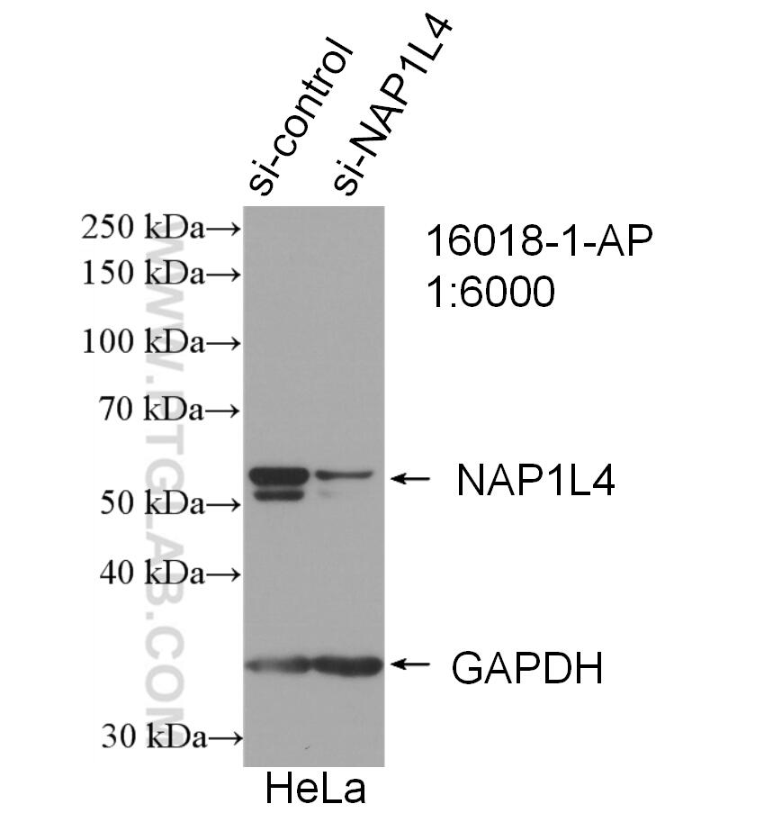 Western Blot (WB) analysis of HeLa cells using NAP1L4 Polyclonal antibody (16018-1-AP)