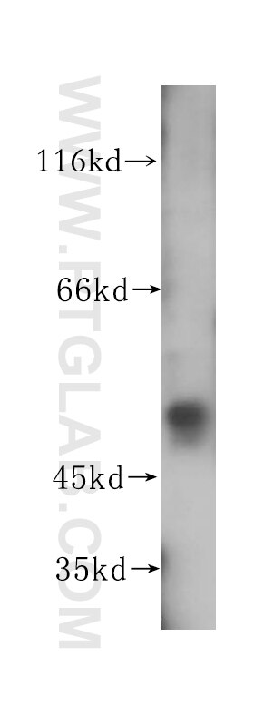Western Blot (WB) analysis of mouse liver tissue using NAP1L4 Polyclonal antibody (16018-1-AP)