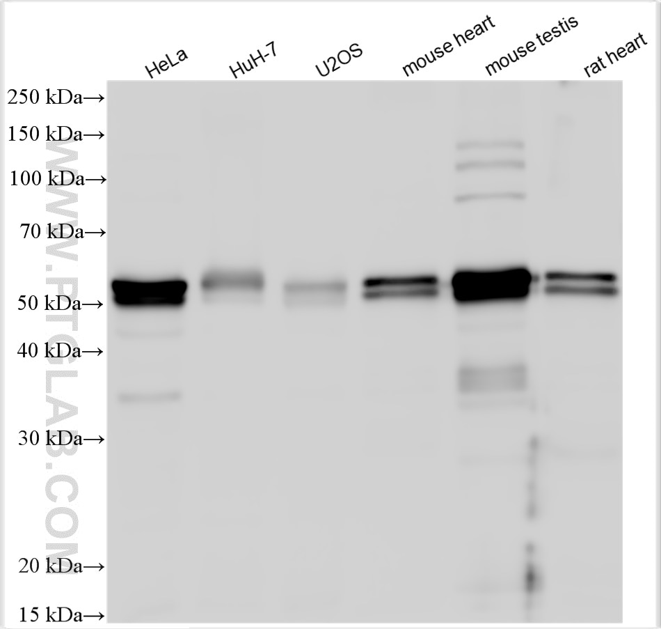 Western Blot (WB) analysis of various lysates using NAP1L4 Polyclonal antibody (27889-1-AP)