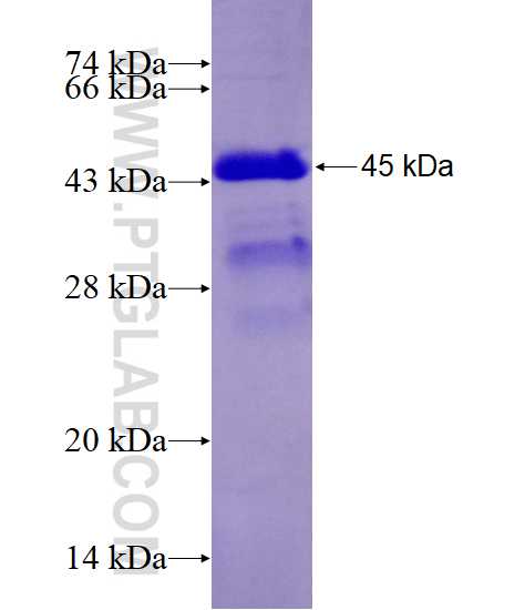 NAP1L4 fusion protein Ag27469 SDS-PAGE