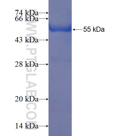 NAP1L4 fusion protein Ag8827 SDS-PAGE
