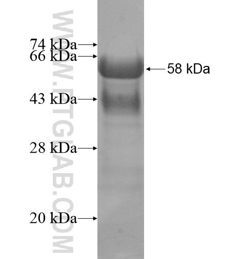 NAP1L5 fusion protein Ag12773 SDS-PAGE