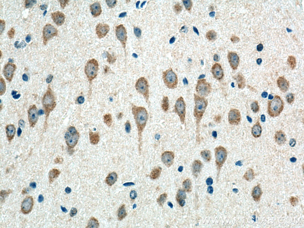 Immunohistochemistry (IHC) staining of mouse brain tissue using Alpha SNAP Polyclonal antibody (10546-1-AP)
