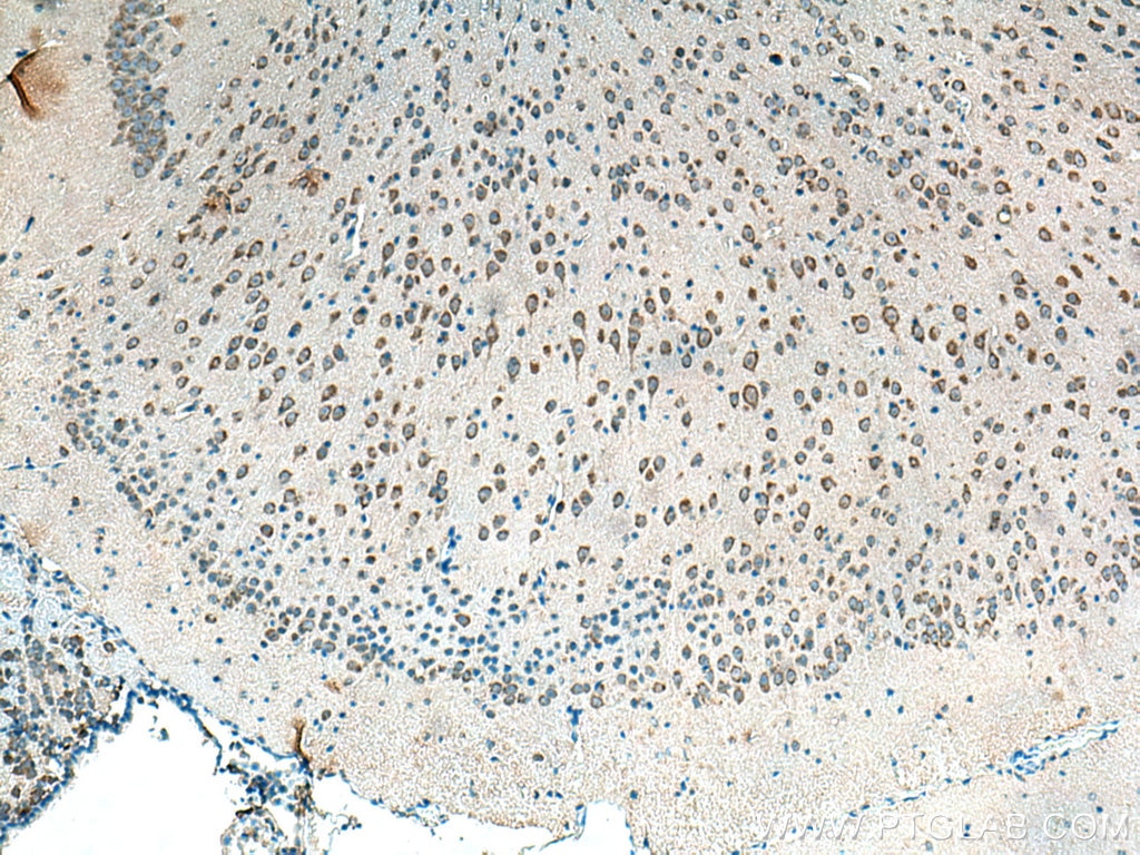 Immunohistochemistry (IHC) staining of mouse brain tissue using Alpha SNAP Polyclonal antibody (10546-1-AP)