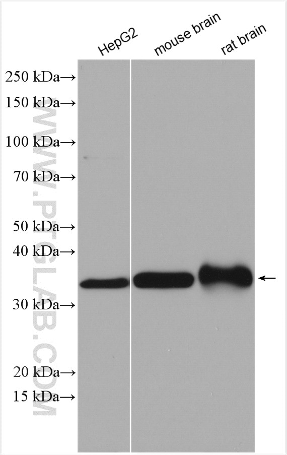 Western Blot (WB) analysis of various lysates using Alpha SNAP Polyclonal antibody (10546-1-AP)