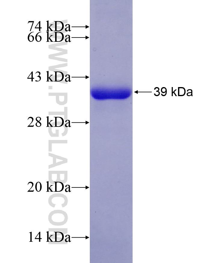 NAPA fusion protein Ag13180 SDS-PAGE