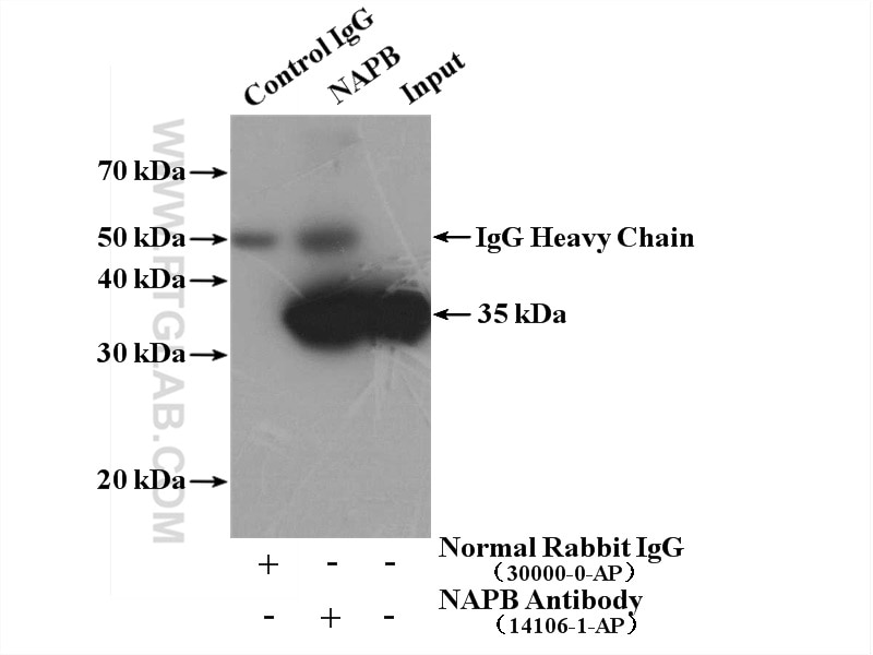 Immunoprecipitation (IP) experiment of mouse brain tissue using NAPB Polyclonal antibody (14106-1-AP)