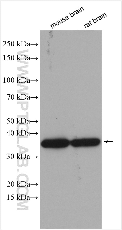 Western Blot (WB) analysis of various lysates using NAPB Polyclonal antibody (14106-1-AP)