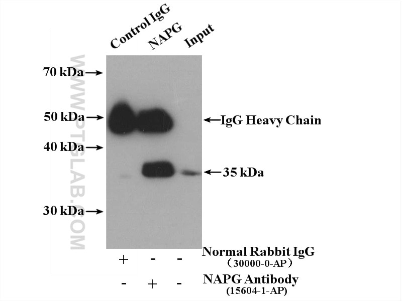Immunoprecipitation (IP) experiment of HepG2 cells using NAPG Polyclonal antibody (15604-1-AP)