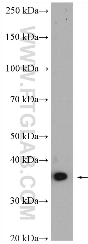 Western Blot (WB) analysis of HeLa cells using NAPG Polyclonal antibody (15604-1-AP)