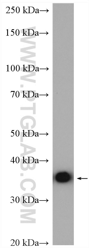 Western Blot (WB) analysis of HepG2 cells using NAPG Polyclonal antibody (15604-1-AP)