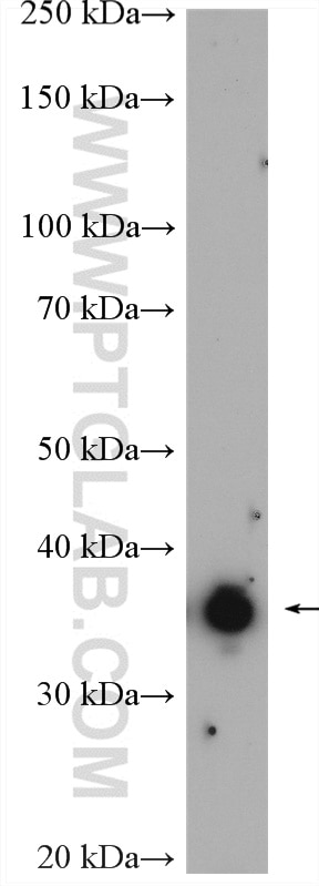Western Blot (WB) analysis of K-562 cells using NAPG Polyclonal antibody (15604-1-AP)
