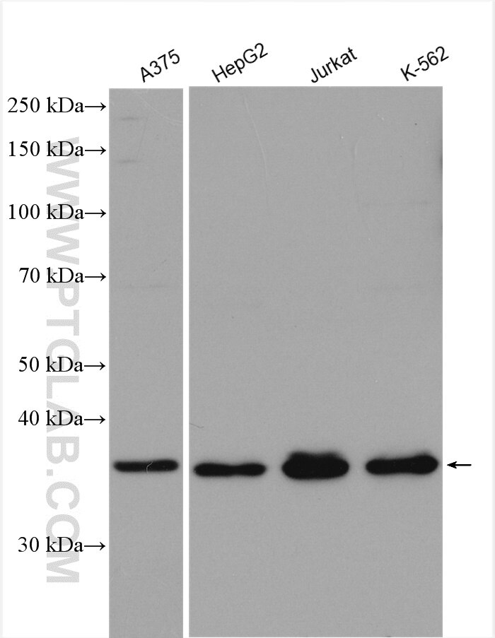 Western Blot (WB) analysis of various lysates using NAPG Polyclonal antibody (15604-1-AP)