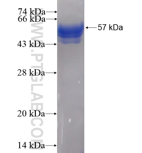 NAPG fusion protein Ag7988 SDS-PAGE
