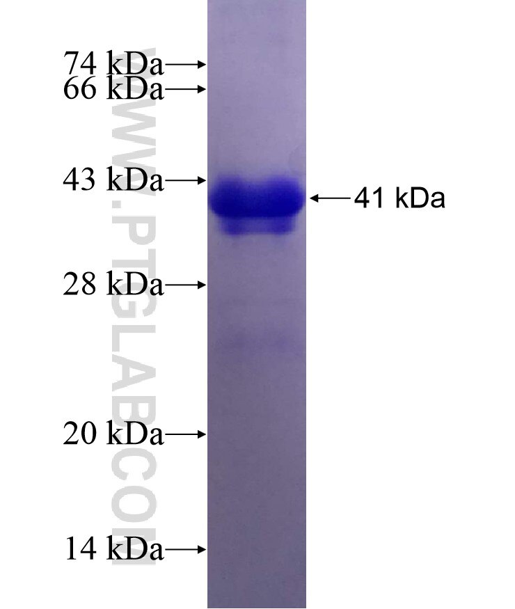 NAPG fusion protein Ag9263 SDS-PAGE