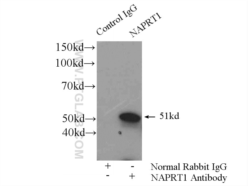 Immunoprecipitation (IP) experiment of HEK-293 cells using NAPRT1 Polyclonal antibody (13549-1-AP)