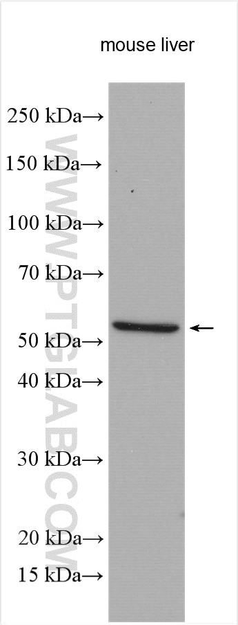 Western Blot (WB) analysis of various lysates using NAPRT1 Polyclonal antibody (13549-1-AP)