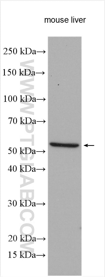 WB analysis using 13549-1-AP