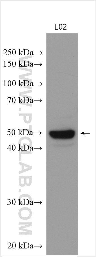 Western Blot (WB) analysis of L02 cells using NAPRT1 Polyclonal antibody (13549-1-AP)