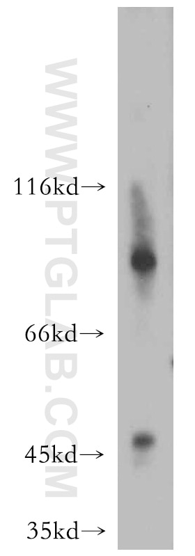 Western Blot (WB) analysis of mouse liver tissue using NAPRT1 Polyclonal antibody (13549-1-AP)
