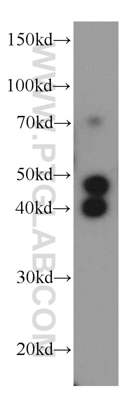 Western Blot (WB) analysis of L02 cells using NAPRT1 Polyclonal antibody (13549-1-AP)