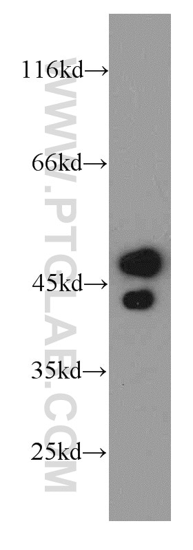 Western Blot (WB) analysis of HepG2 cells using NAPRT1 Polyclonal antibody (13549-1-AP)