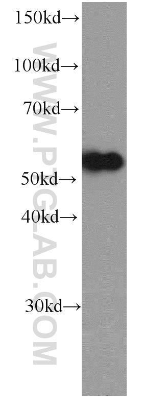 WB analysis of HEK-293 using 66159-1-Ig